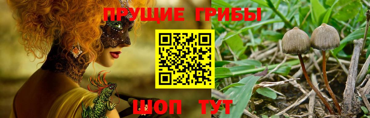 Псилоцибиновые грибы MAGIC MUSHROOMS  Галлюциногенные грибы Cubensis  Тосно  Вход с VPN 